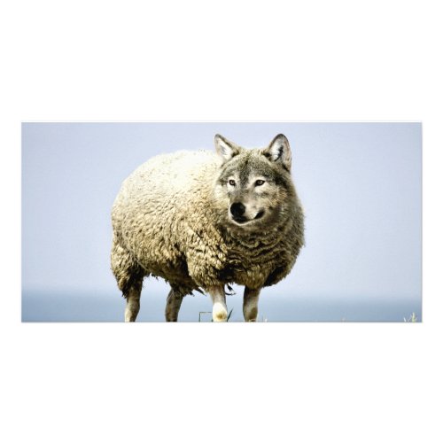 Wolf in Sheep Clothing Card