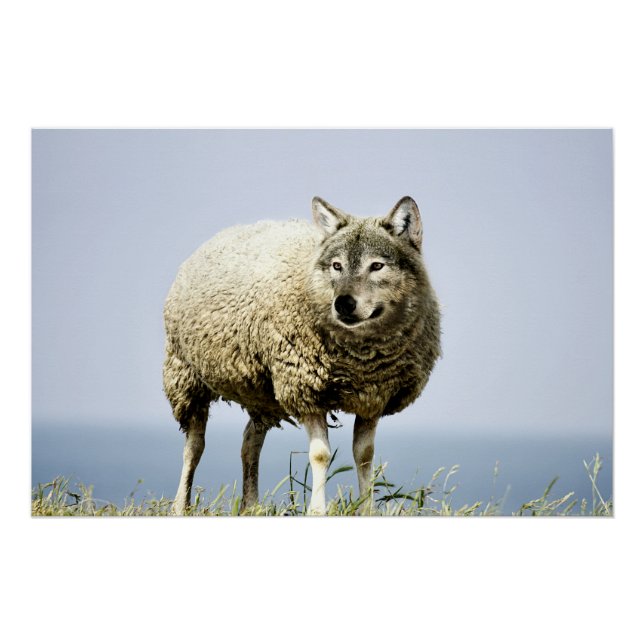 Wolf in Sheep Clothing Poster (Front)