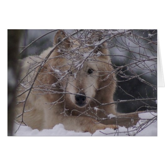 Wolf in Snow Cards (Front Horizontal)