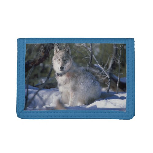 Wolf In Snow Trifold Wallet
