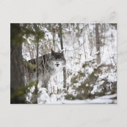 Wolf In The Forest In Winter Postcard