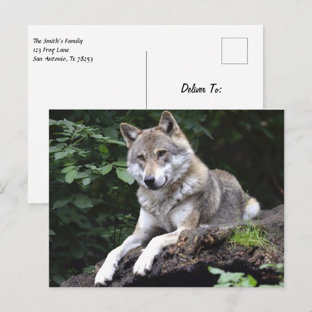 Wolf in the Forest Postcard (Front/Back)