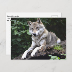 Wolf in the Forest Postcard