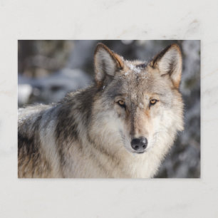 Wolf in the Snow Photo Postcard