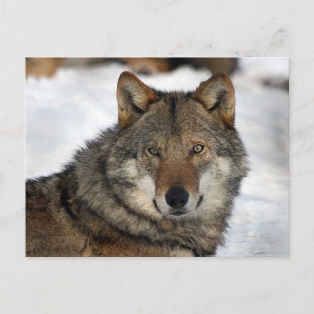 wolf in the snow postcard (Front)