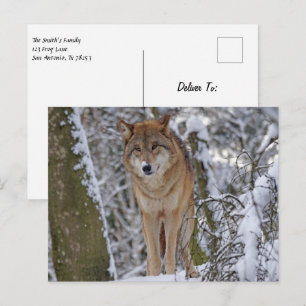 Wolf in the snow postcard