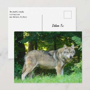 Wolf in the woods postcard