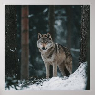 Wolf in Winter Poster