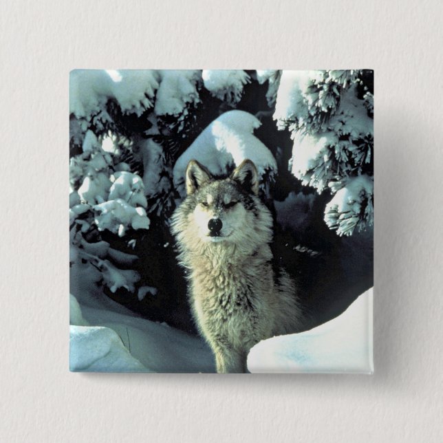 Wolf in Winter Stillness Pinback Button (Front)