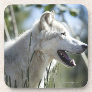 Wolf in Yellowstone 2 Drink Coaster