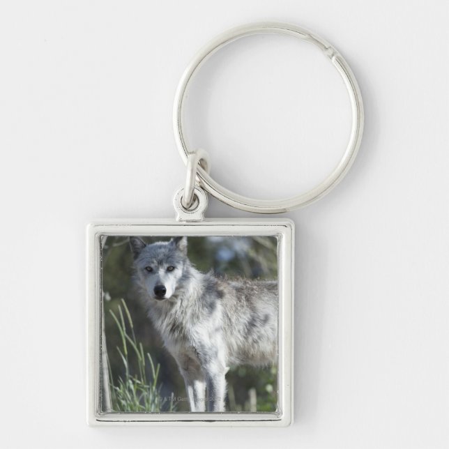 Wolf in Yellowstone Keychain (Front)