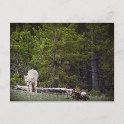 Wolf in Yellowstone Postcard