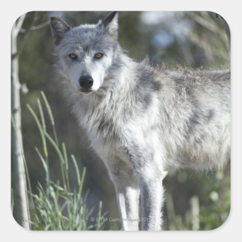 Wolf in Yellowstone Square Sticker