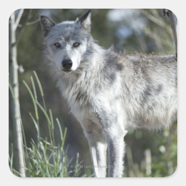 Wolf in Yellowstone Square Sticker (Front)