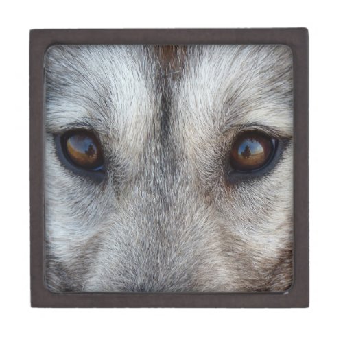 Wolf Jewelry Box Husky Wild Dog Eyes Wolf Pup Box