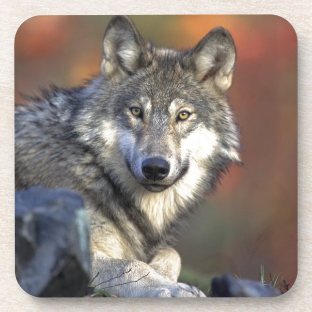 Wolf Lovers Art Drink Coaster (Front)
