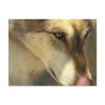 Wolf Lunch Postcard