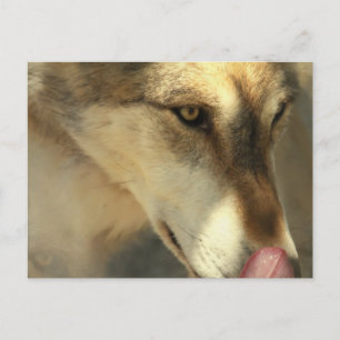 Wolf Lunch Postcard
