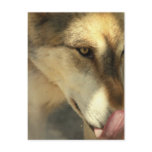 Wolf Lunch Postcard