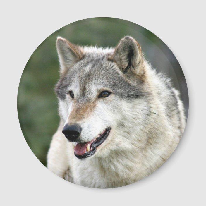 Wolf Magnet | Zazzle.com