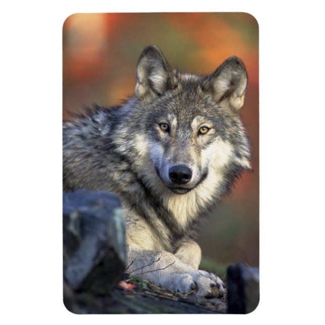 Wolf Magnet (Vertical)