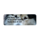Wolf Malamute Return Address Label