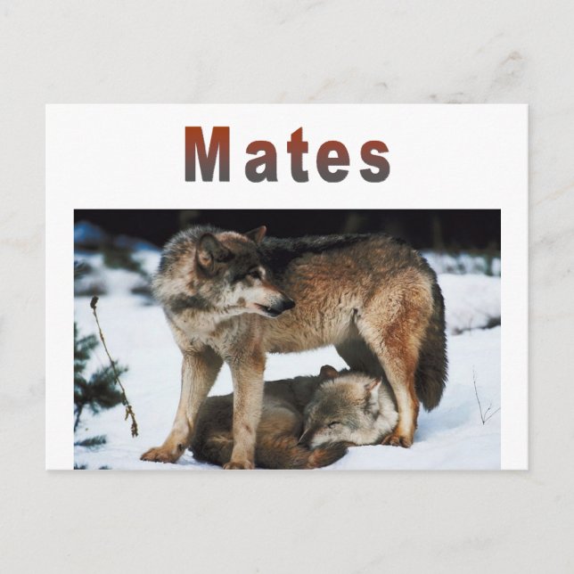 Wolf Mates Line Postcard (Front)