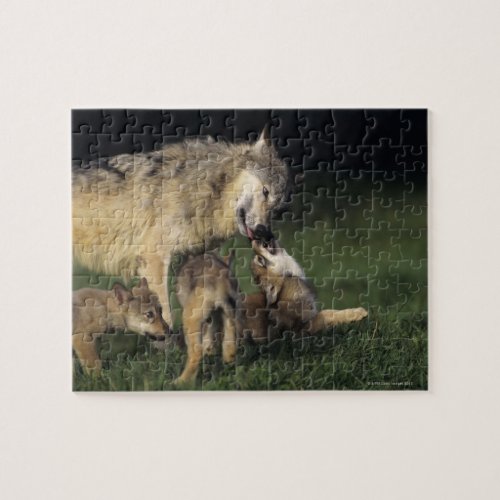 Wolf mother with young pups jigsaw puzzle