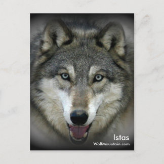 Wolf Mountain Sanctuary - Istas Post Card
