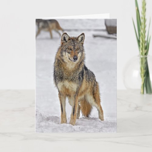 Wolf on Santa Watch Holiday Card