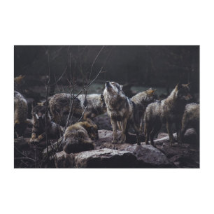 Wolf Pack Acrylic Print