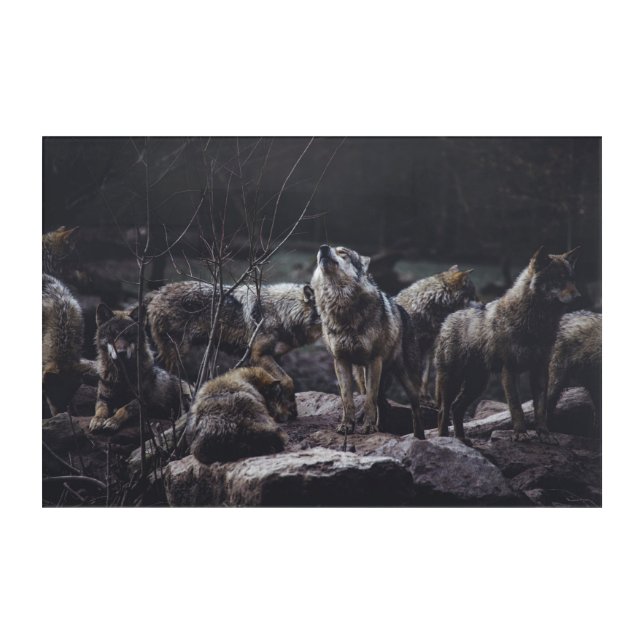 Wolf Pack Acrylic Print (Front)