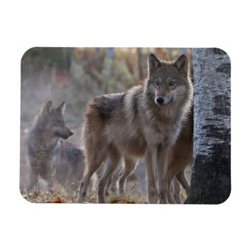 Wolf pack magnet