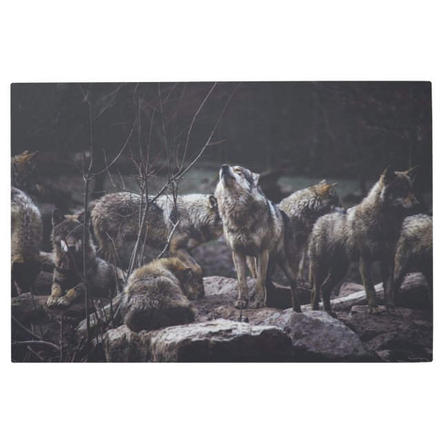 Wolf Pack Metal Print (Front)