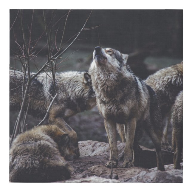 WOLF PACK ON ROCK FORMATION FAUX CANVAS PRINT (Front)