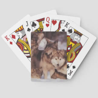 Wolf Pack Poker Cards