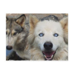 Wolf Pack Postcard