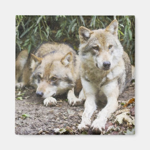Wolf Pair Resting in the Woods Wildlife Magnet