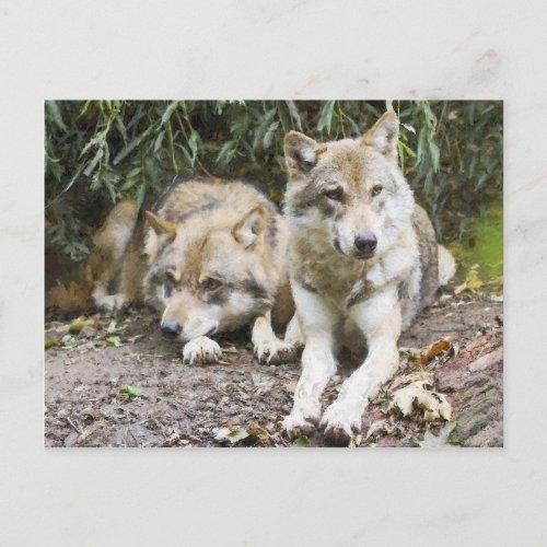 Wolf Pair Resting in the Woods Wildlife Postcard
