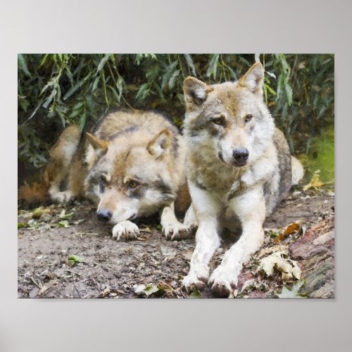 Wolf Pair Resting in the Woods Wildlife  Poster