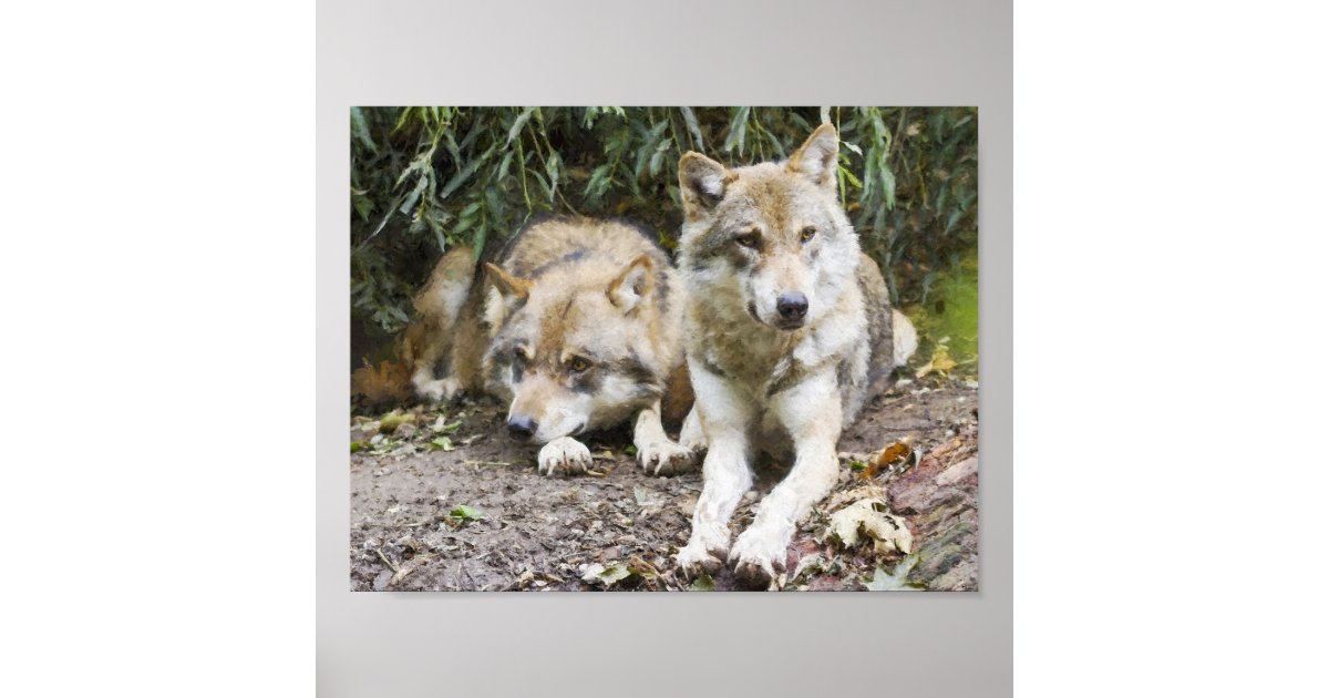 Wolf Pair Resting in the Woods Wildlife Poster