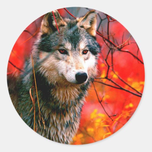 Wolf peeking through leaves in a forest classic round sticker