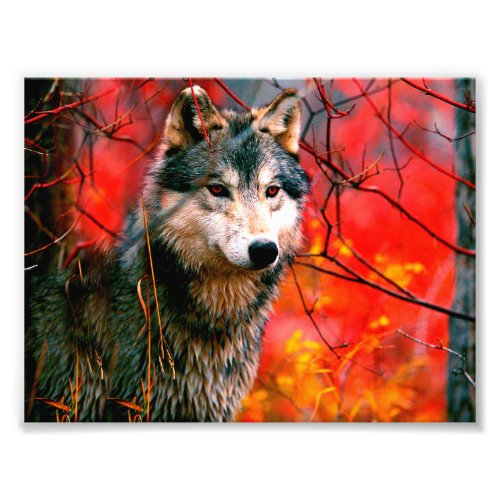 Wolf peeking through leaves in a forest photo print