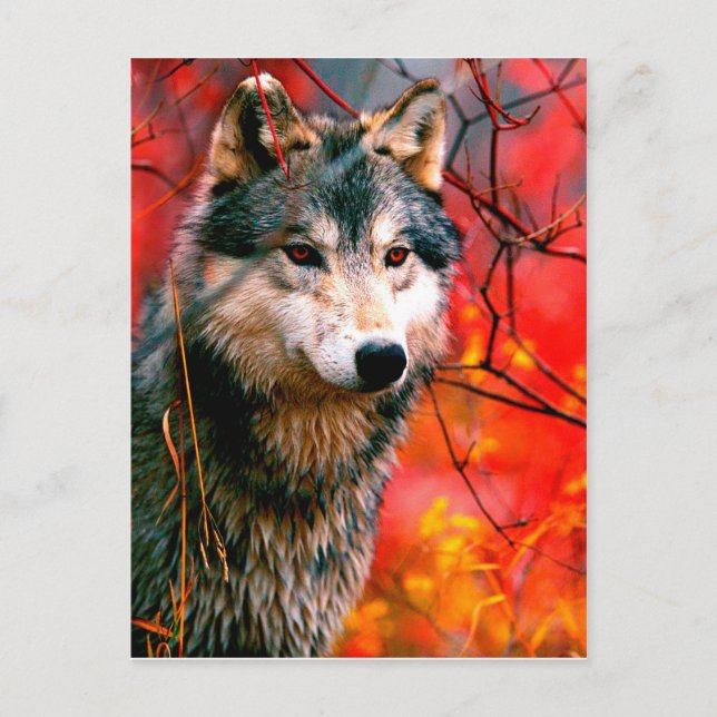 Wolf peeking through leaves in a forest postcard (Front)