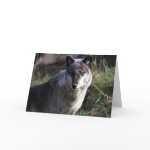Wolf Photo Closeup Notecard
