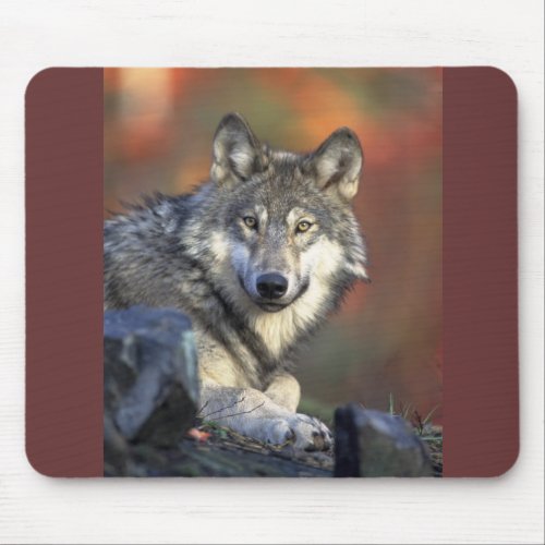 Wolf Photo Mouse Pad