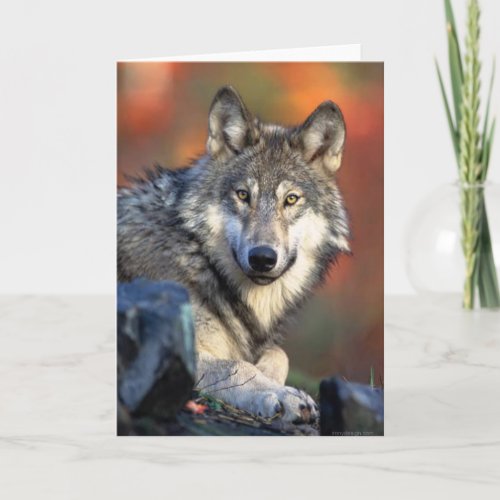 Wolf Photograph Card