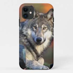 Wolf Photograph iPhone 11 Case