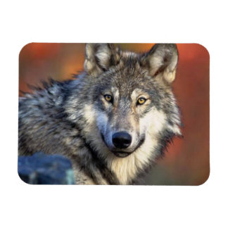 Wolf Photograph Magnet