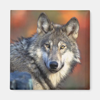 Wolf Photograph Magnet
